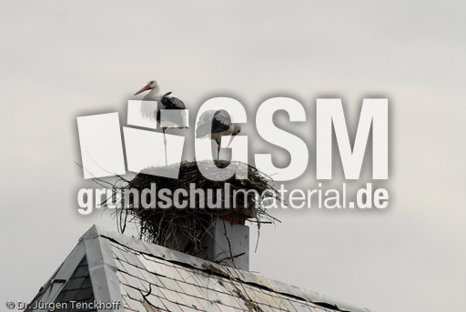 Weißstorch (11 von 20).jpg